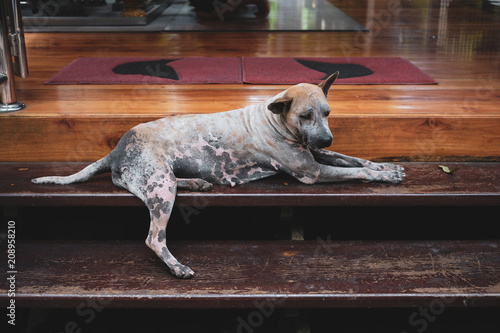 Quadro em tela Homeless dog with sadness at a temple in Thailand