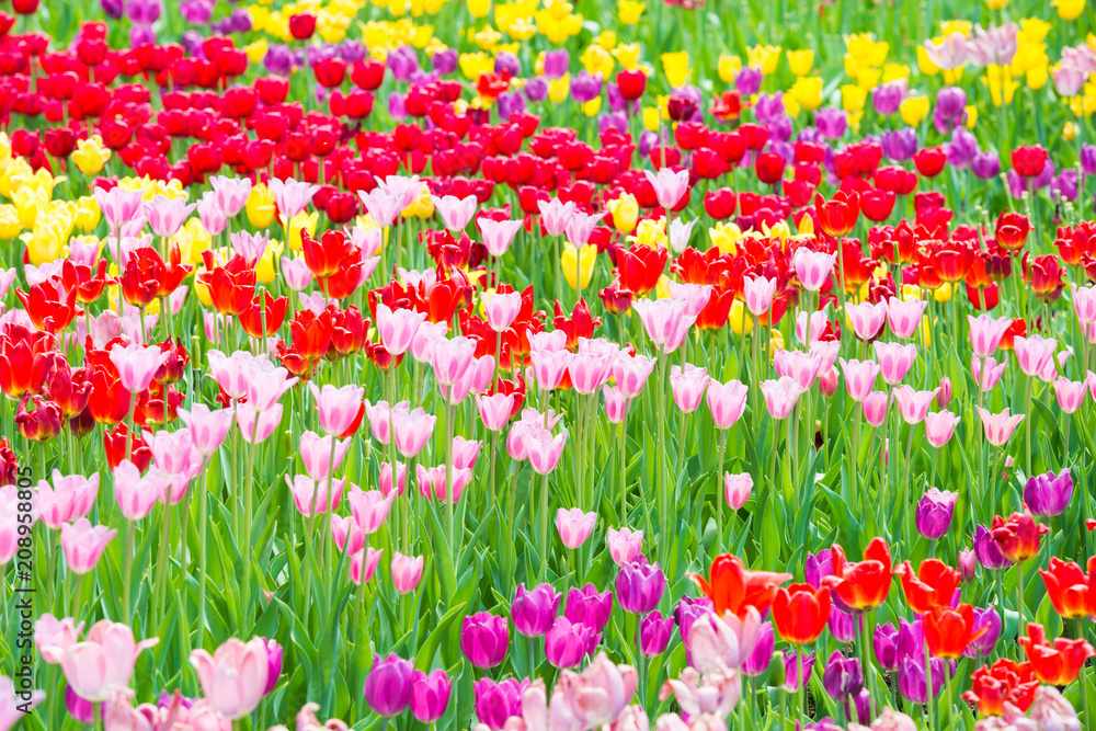Beautiful colorful flowerbed of tulips in the park