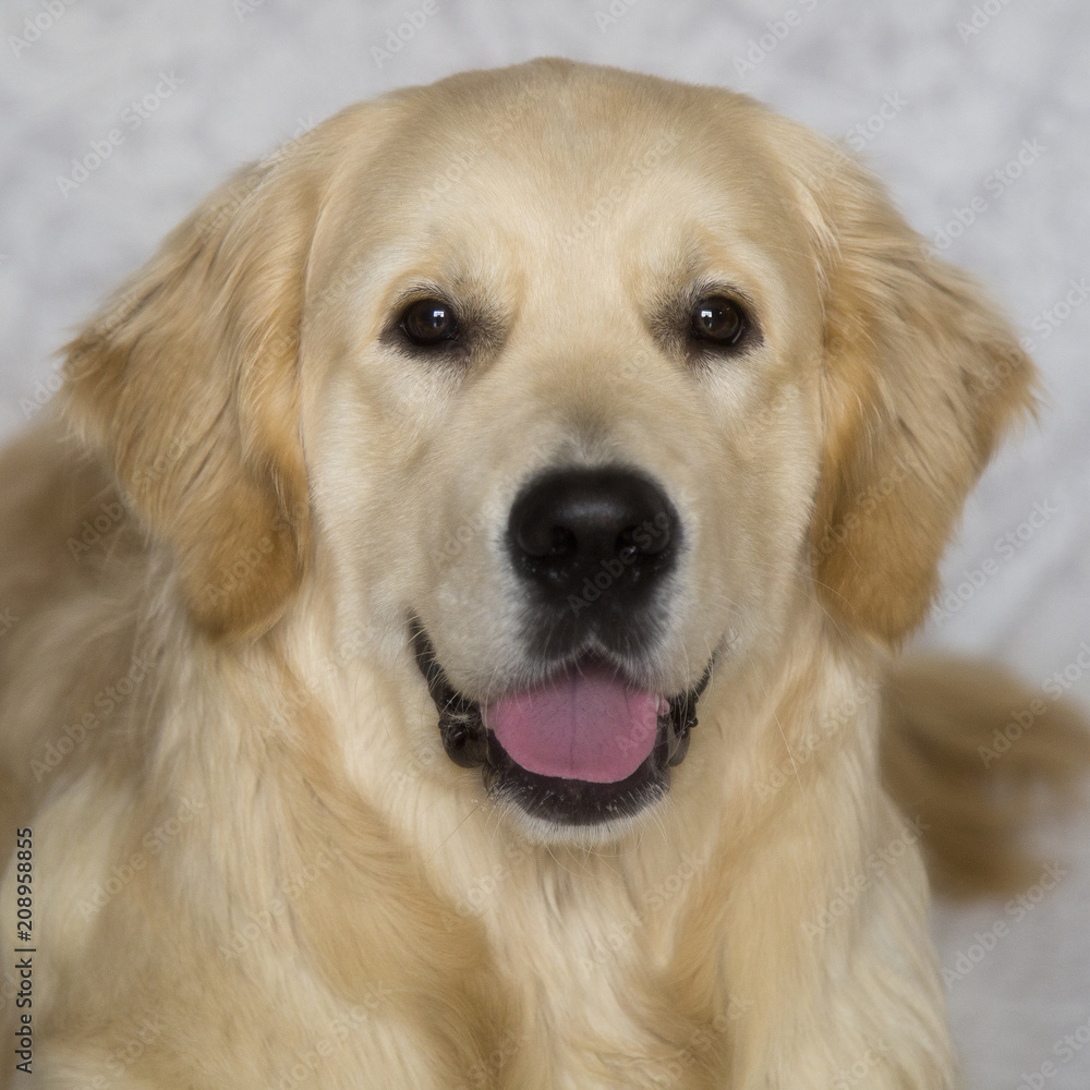 golden retriver golden retriver