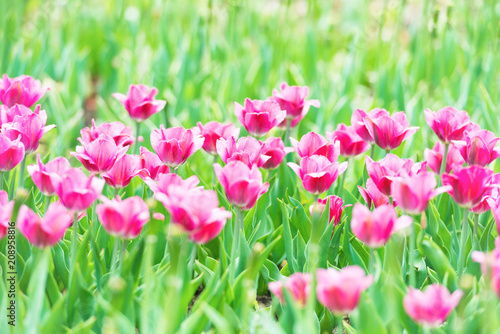 Beautiful pink tulips with green grass on background