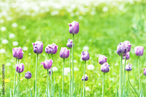 Beautiful tulips with green grass on background