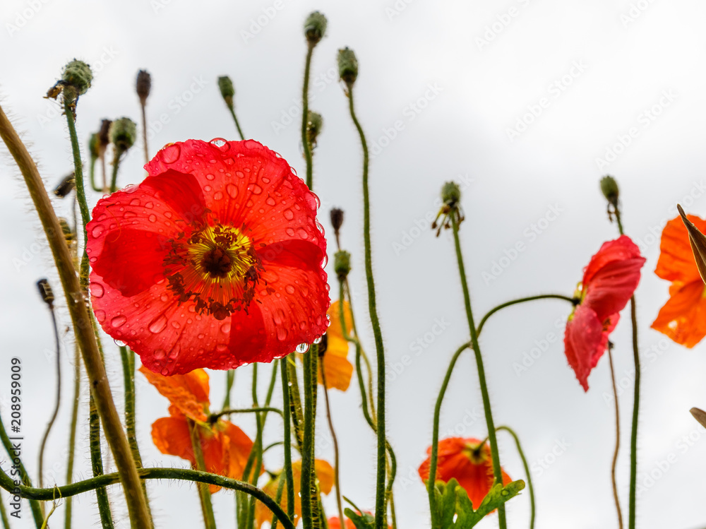 Obraz premium Poppies blooming in a field. Raindrops on the red petals