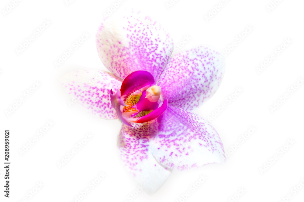 Isolated Orchid flower on a white background. High key macro