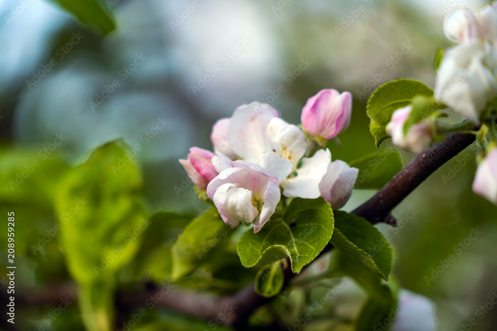 Apple tree Apple tree