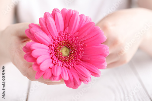 Pink flower gerbera in female hands, close up view female care concept