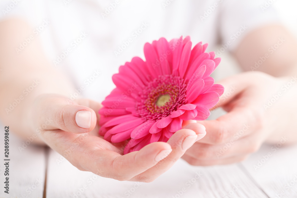 Soft tender protection for woman critical days, gynecological menstruation cycle, pink gerbera in hand Soft tender protection for woman critical days, gynecological menstruation cycle, pink gerbera in hand