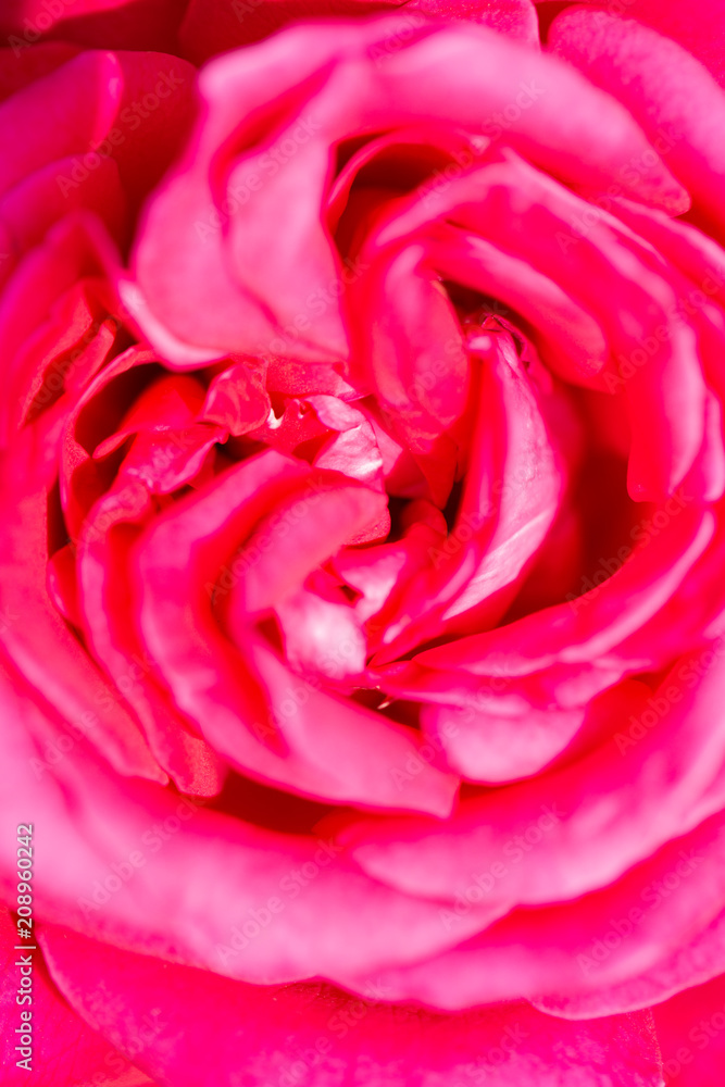A close up macro shot of a rose A close up macro shot of a rose