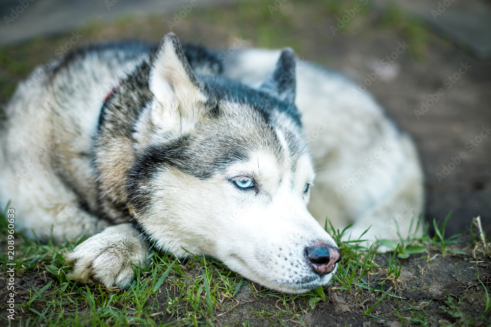 Siberian husky dog with blue eyes lies on lawn and looks ahead. green grass are on the background. Relaxing dog outdoor