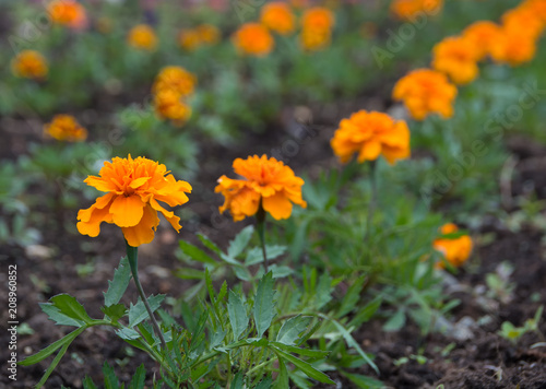 orange marigolds flowers tagetes erecta grow in rows. selective focus. Russia