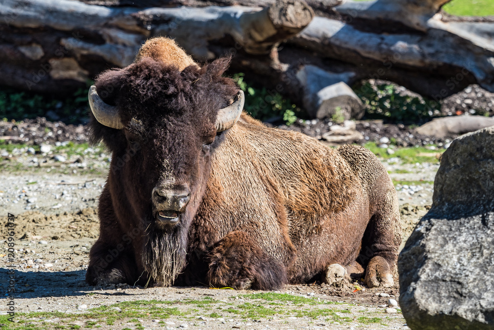 Fototapeta premium Waldbison - Amerikanischer Bison - Bison bison athabascae