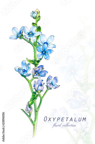 Botanical illustration. Postcard card with blossoming blue oxypetalum flower. Imitation of watercolor. Drawing with alcohol markers. photo