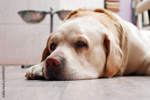 golden labrador retriever lying on floor