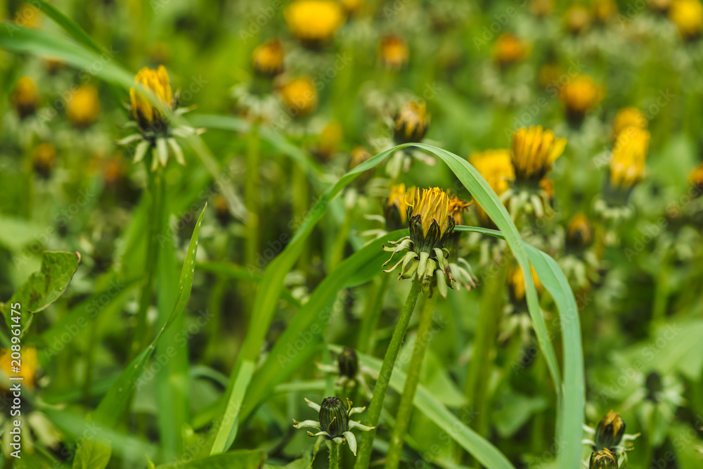 Group of yellow dandelions on green lawn. Small beautiful flowers in grass close up. Textured background of blowball in greenery. Group of yellow dandelions on green lawn. Small beautiful flowers in grass close up. Textured background of blowball in greenery.