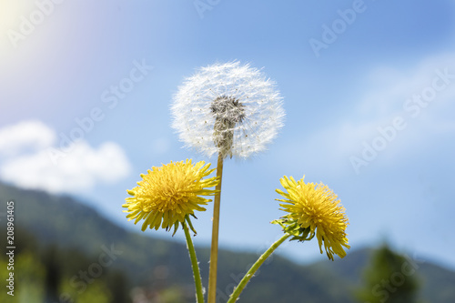 Fototapeta Naklejka Na Ścianę i Meble -  dandelion on sky background. Copy space