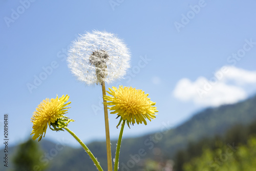 Fototapeta Naklejka Na Ścianę i Meble -  dandelion on sky background. Copy space