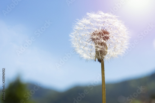 Fototapeta Naklejka Na Ścianę i Meble -  dandelion on sky background. Copy space