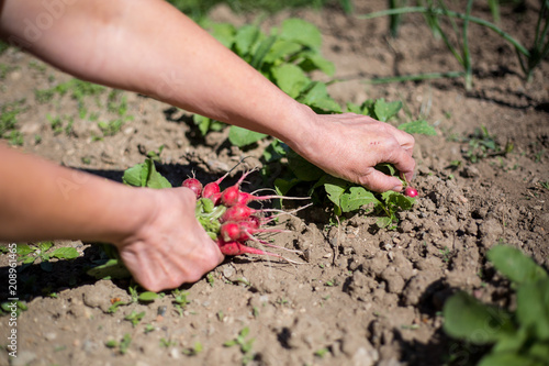 Woman hands harvesting some fresh, red radish, gardening concept