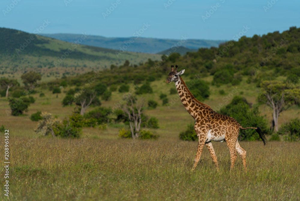 Obraz premium Giraffe in Maasai Mara