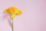yellow flowers on a pink background