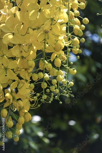 Cassia fistula(golden shower tree), mostly blooming in summer May days. It's also the national flower of Thailand.