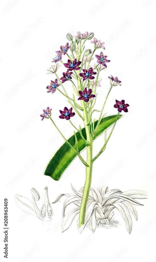 Illustration of plant Illustration of plant