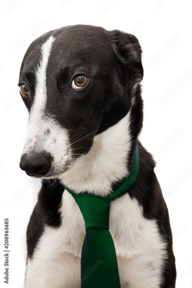 Cute Black & White dog with a serious expression wearing a green tie, isolated on a white background
