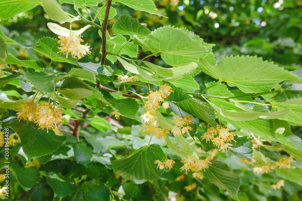 Blooming linden or lime tree in park Blooming linden or lime tree in park