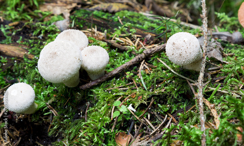 Mushrooms in the wood, nature background