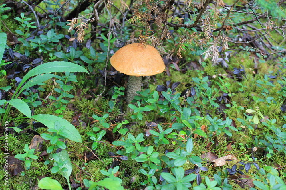 mushroom in the forest north Russia mushroom in the forest north Russia