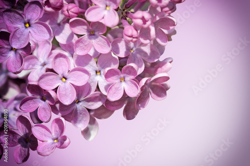 Syringa vulgaris Lilac Flowers