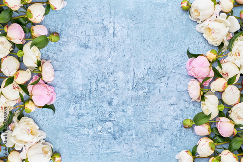 White peonies border on blue background. Holiday background, copy space, top view