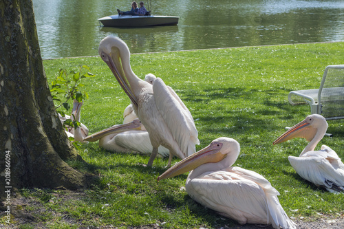 Pelikan in the Park