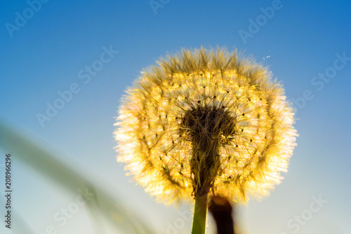 dandelions against the background of the sun