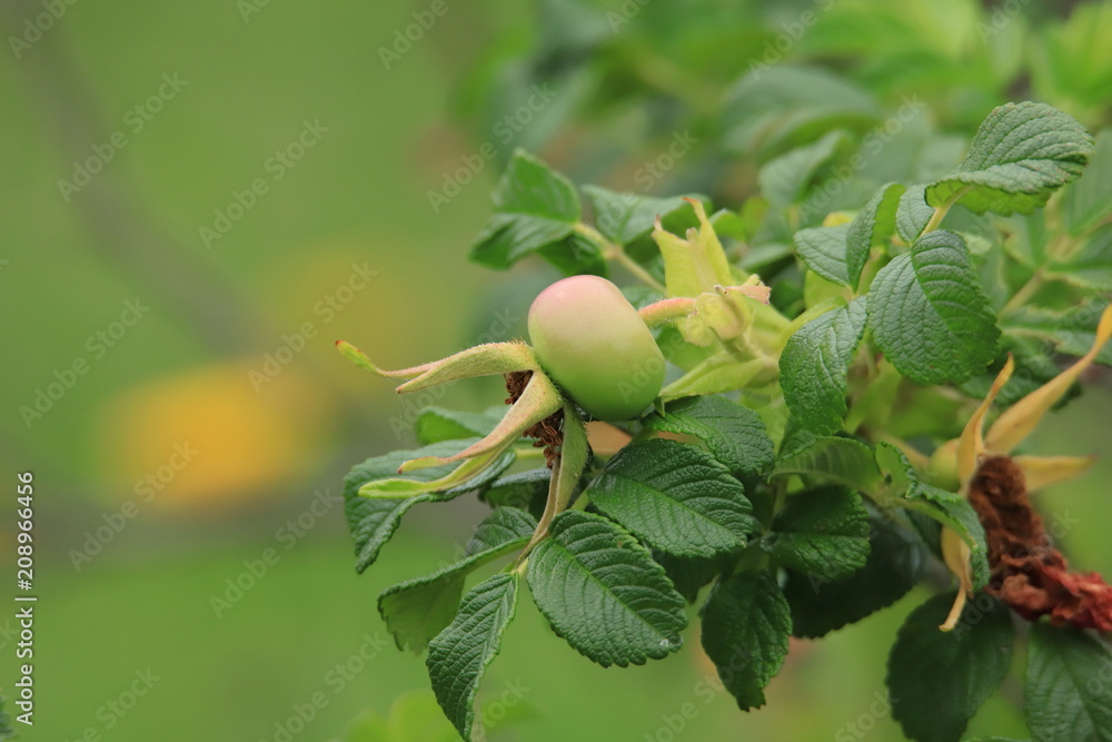 青いハマナスの実 Ramanas Rose Stock Photo Adobe Stock 青いハマナスの実 Ramanas Rose Stock Photo Adobe Stock