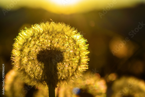 Fototapeta Naklejka Na Ścianę i Meble -  dandelions against the background of the sun