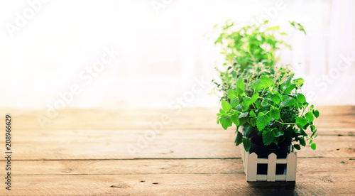 Collection of fresh organic herbs  melissa  mint  thyme  basil  parsley  on wooden background. Banner. Copy space. Abstract spring or summer concept.