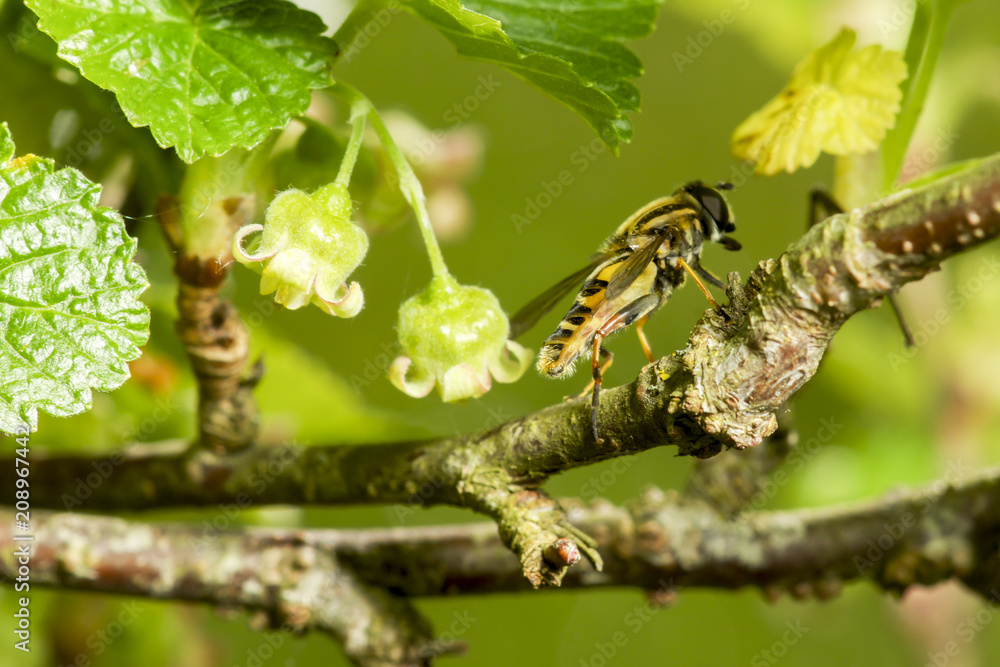 Sun fly hoverfly sitting in a green leaf. helophilus pendulus