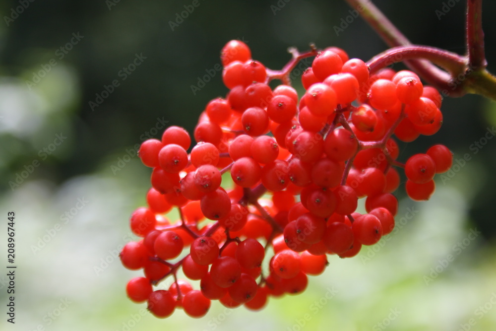 Red fruit of viburnum Red fruit of viburnum