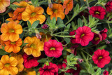 A vibrant red  petunia plant growing in a flower garden.