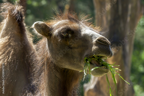 Close up of a Camel .Close Up Of Camel Head Portrait.