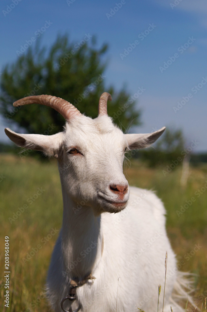 Homemade white goat on pasture in summer