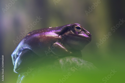 Frog tropical reptile amasonia jungles animal, macro photo