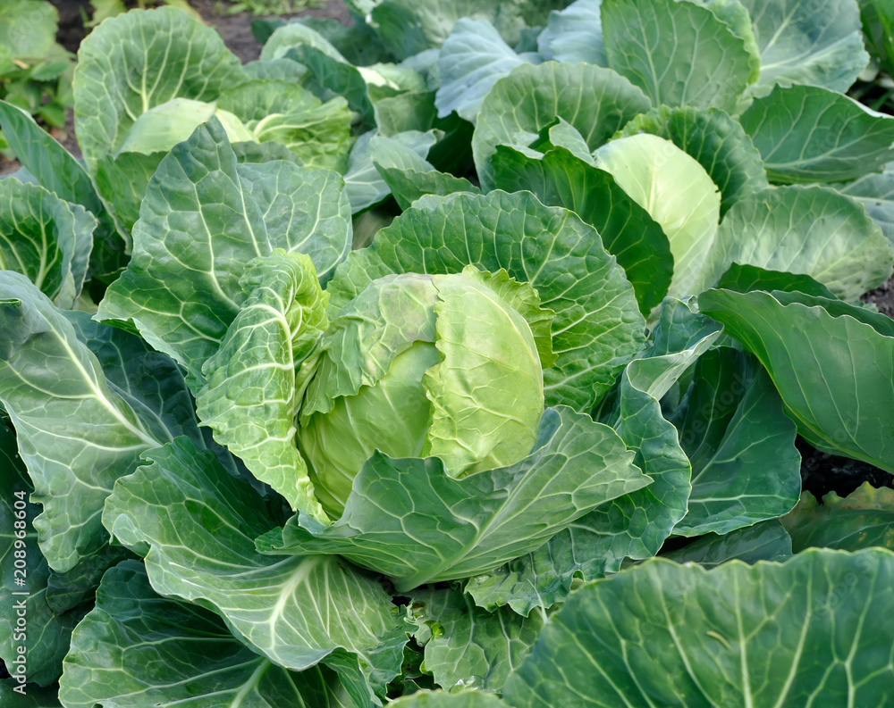 close-up of organically cultivated cabbage plantation in the vegetable garden close-up of organically cultivated cabbage plantation in the vegetable garden