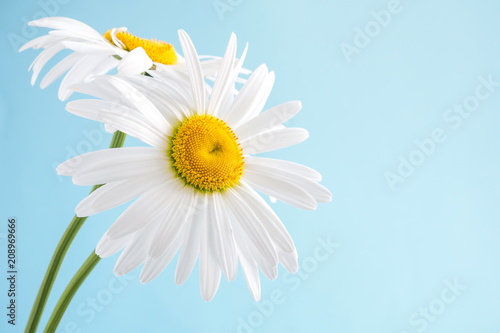 White chamomile on blue background with space for your text 