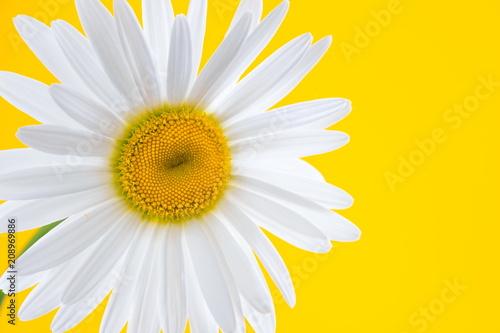 One white chamomile on yellow background with space for your text. Summer background. 