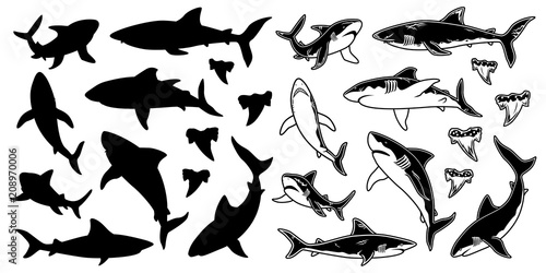 Set of monochrome Shark vector silhouettes. Sea fish, animal swimming, fauna illustration. For graphic emblems