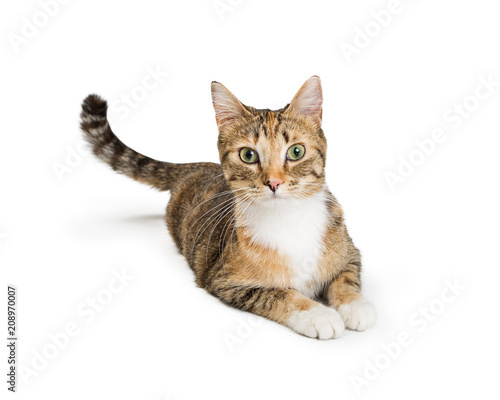 Fototapeta Naklejka Na Ścianę i Meble -  Beautiful Tabby Cat Looking At Camera