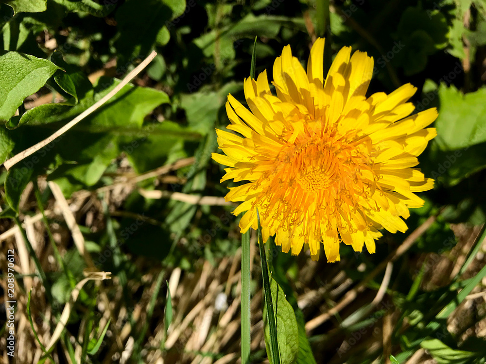 Yellow dandelions in green grass. Yellow dandelions in green grass.