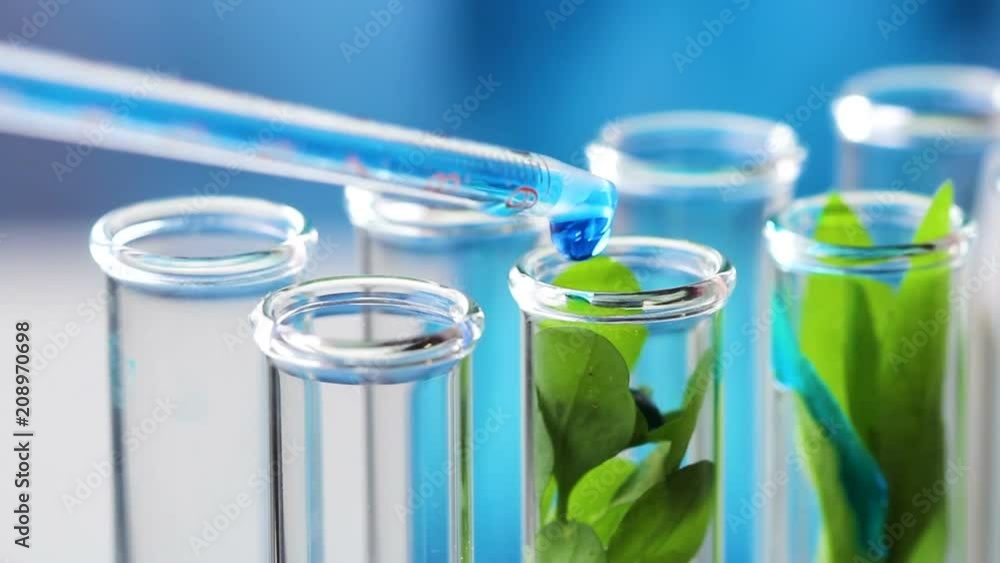 Pipette with liquid blue water inside drop water intro test tube with green fresh plant. Close up. Pipette with liquid blue water inside drop water intro test tube with green fresh plant. Close up.