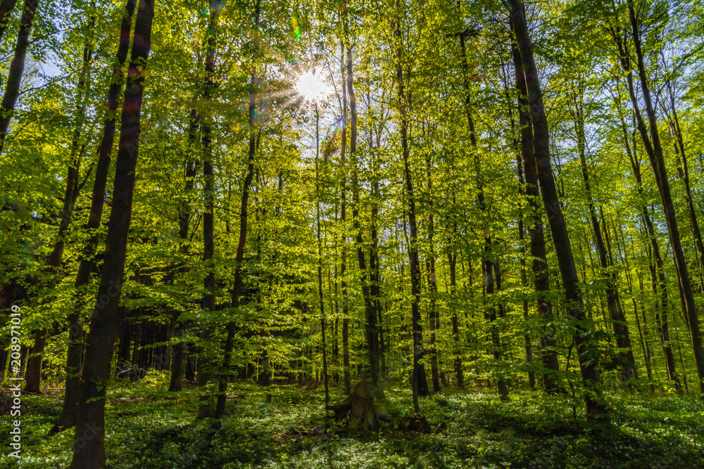 Obraz premium Zielony las